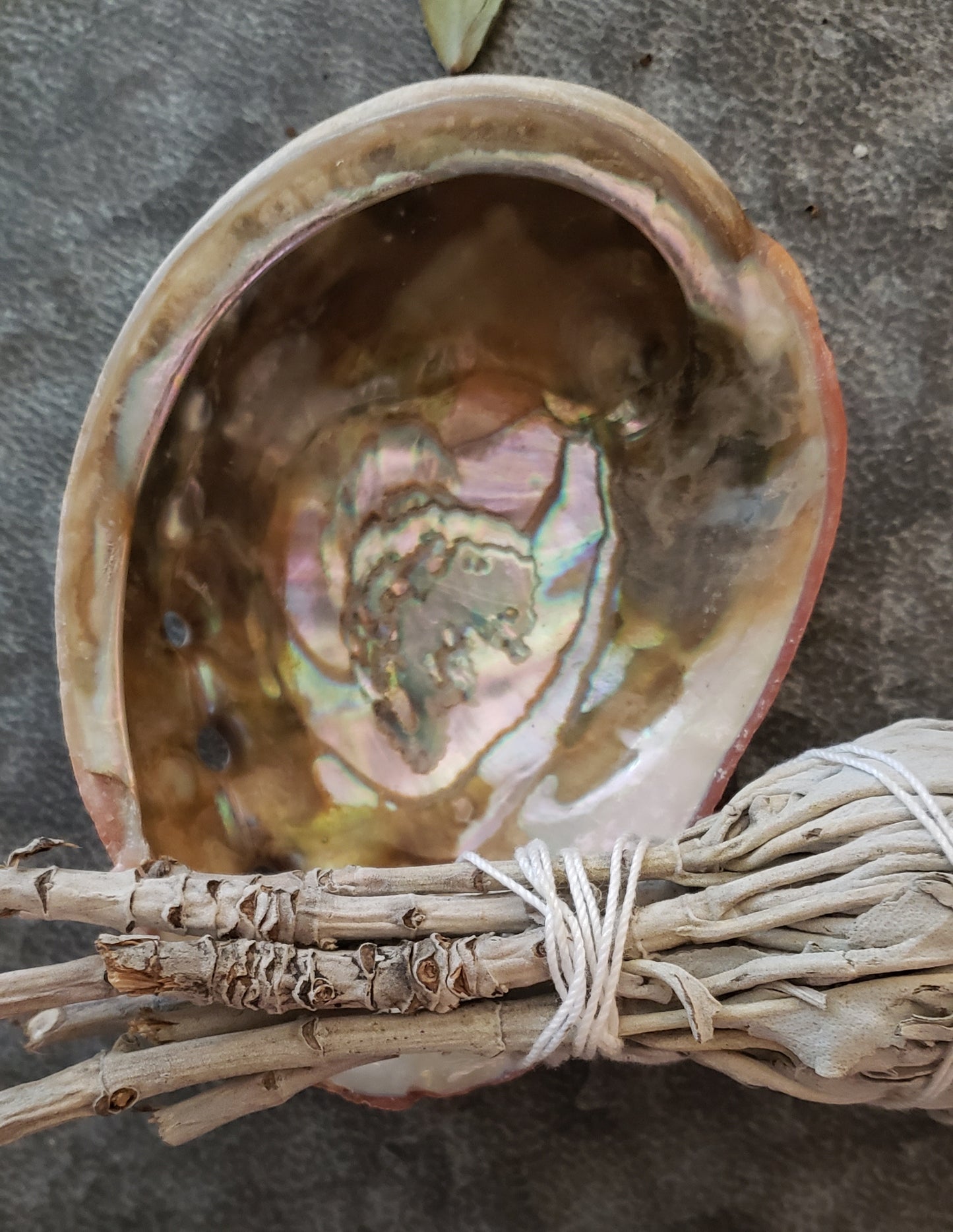 Smudging  Abalone Shell